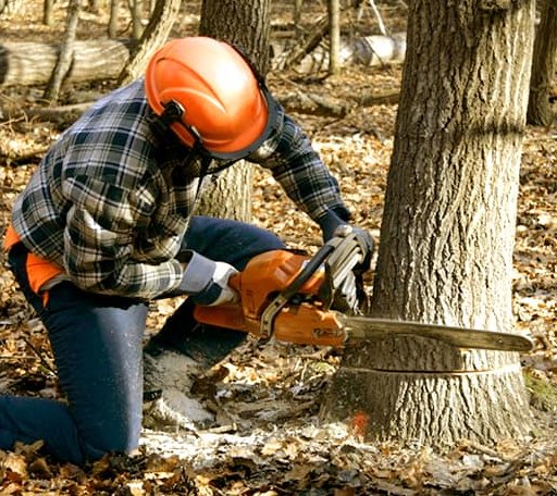 Tree Removal in Frisco, NC